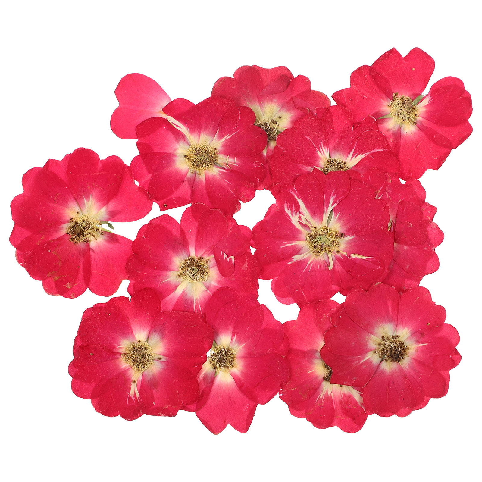 12Pcs Natural Dried Rose Press - Art Craft Kits avis et prix