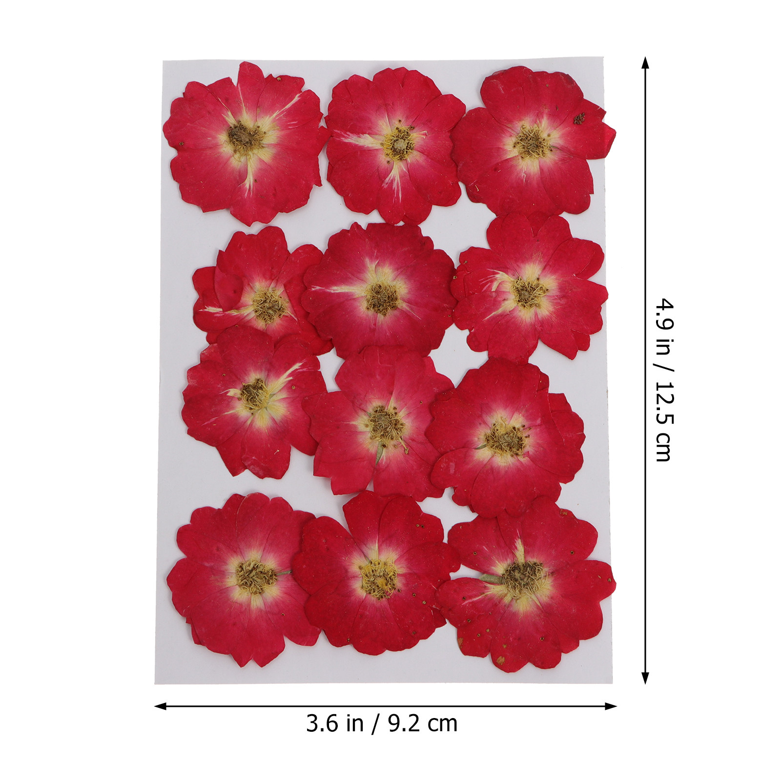 12Pcs Natural Dried Rose Press - Art Craft Kits avis et prix