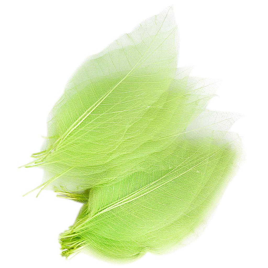 Natural Catbrier Skeleton Leav - Art Craft Leaves avis et prix