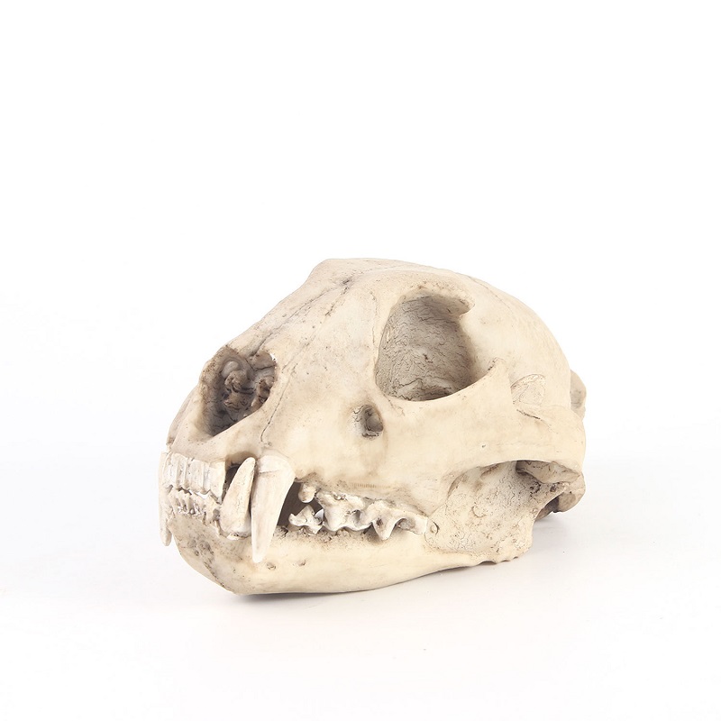 Leopard Skull Model Resin Craf - Art And Craft Zoo Animals avis et prix