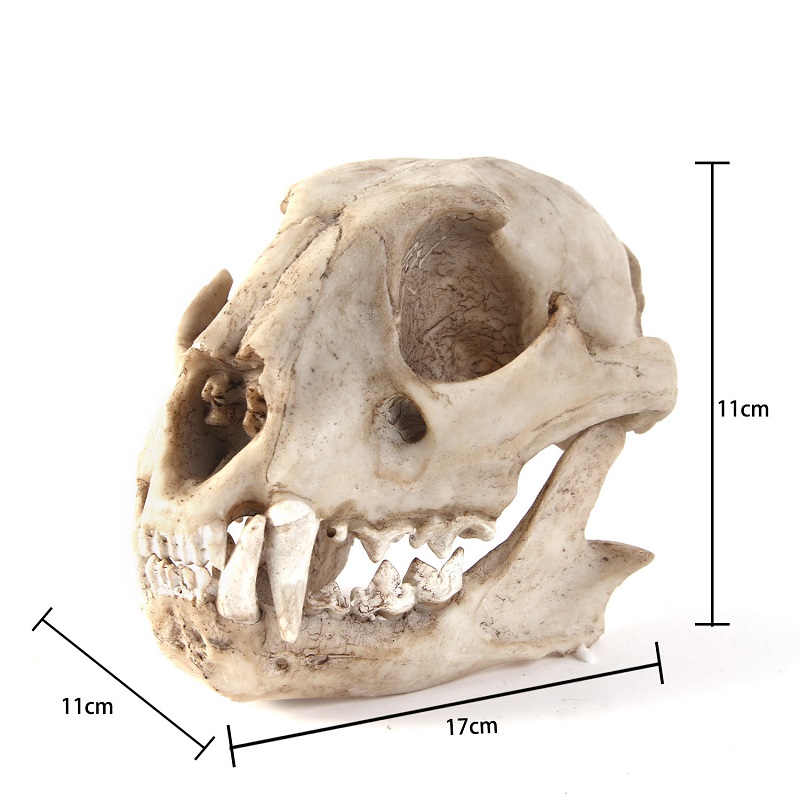 Leopard Skull Model Resin Craf - Art And Craft Zoo Animals avis et prix