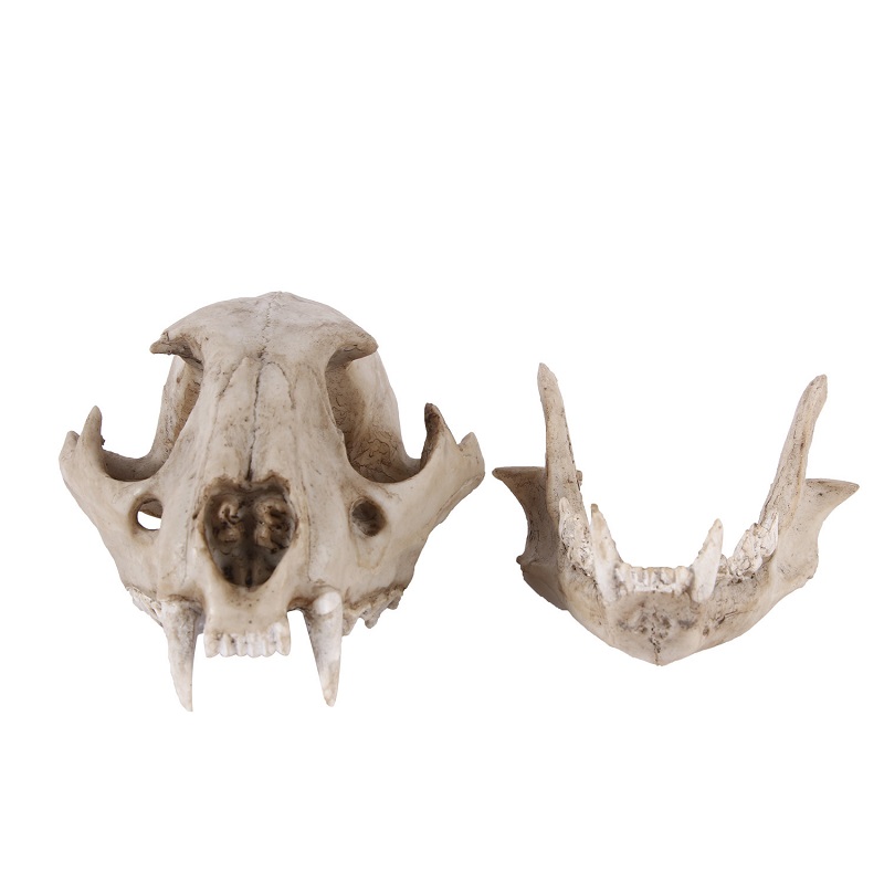 Leopard Skull Model Resin Craf - Art And Craft Zoo Animals avis et prix