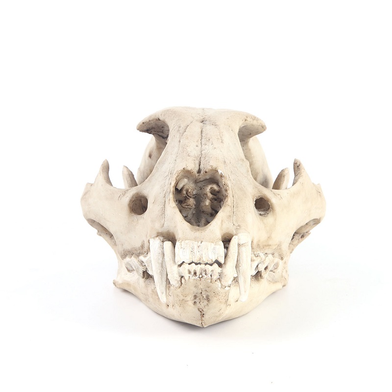 Leopard Skull Model Resin Craf - Art And Craft Zoo Animals avis et prix